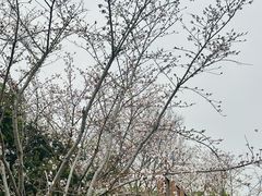 -羊山湖公园