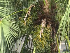 -海口骑楼小吃街