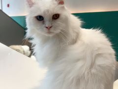 -飞行喵MR PILOT|猫舍·猫咖(静安大融城店)