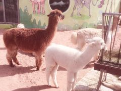 -鄂尔多斯野生动物园