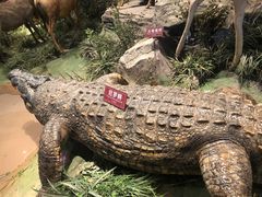 -陕西自然博物馆