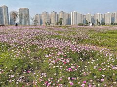-洋湖国家湿地公园