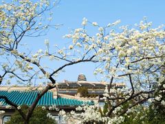 -武汉大学-樱园