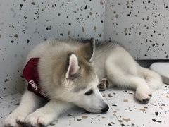 -Husky Go!哈士奇体验馆·宠物咖啡厅狗咖