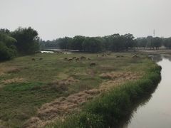 -北京麋鹿生态实验中心