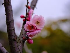 -无锡梅园公园