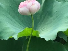 -陈家山荷花公园