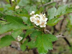 -牛背梁国家森林公园