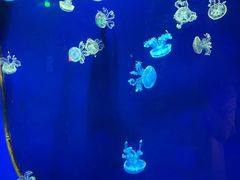 -台州海洋世界