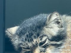 -青藏高原野生动物园
