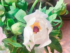 -盒马鲜生(和谐广场店)