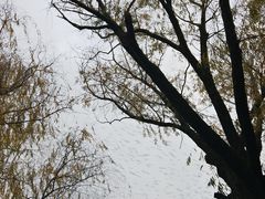 -天鹅湖体育公园