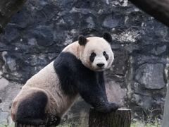 -都江堰中华大熊猫苑