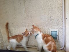 -Sirena海妖日咖夜酒