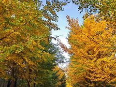 -长白岛森林公园