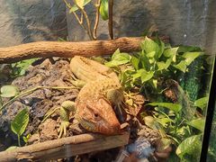 -上海大自然野生昆虫馆(东方明珠·爬宠昆虫探索中心)