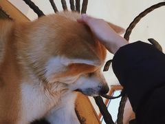 -喜柴咖啡·柴犬狗咖
