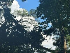 -天目山大树王景区