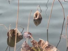 -映月湖公园