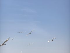 -盐城丹顶鹤湿地生态旅游区