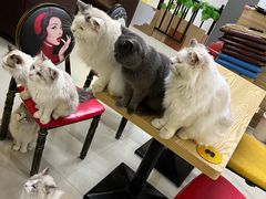 -猫咪咖啡店(新城大街店)