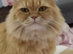 -爪爪喵星球·猫舍(前海卓越店)