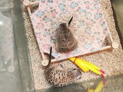 -中环花鸟鱼虫市场