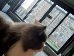 -浣熊柯尔鸭土拨鼠·电玩咖
