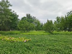 -汉长安城未央宫国家考古遗址公园