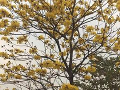 -松山湖南湖湾露营营地