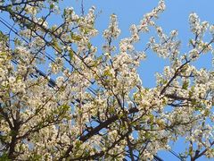 -荣德灶台鱼(圣泉寺店)