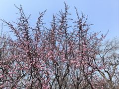 -香雪海