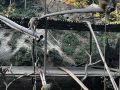 -西双版纳原始森林公园