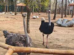 -大连森林动物园