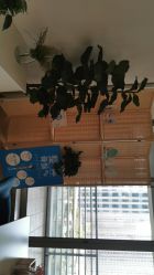 -FACE·日本小颜矫正美容整骨サロン