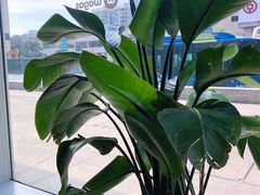 -Wagas沃歌斯(杭州黄龙万科店)