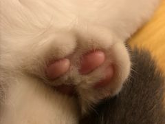 -猫友咖啡店(玉林西路店)