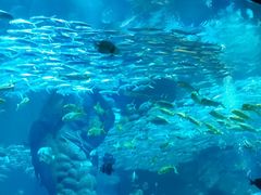 -哈尔滨波塞冬海底世界