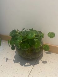 -Dr.林醫生产后修复·超级店(南京江宁同曦店)