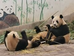 -中国大熊猫保护研究中心雅安碧峰峡基地