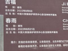 -都江堰中华大熊猫苑