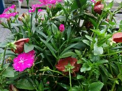 android_upload_pic-黔蘑菇四季餐厅(观山湖店)