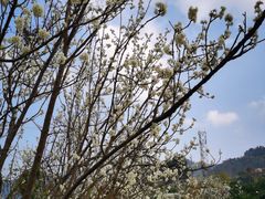 -樱桃山旅游景区