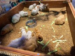 点击看大图 -酷嗒动物文化乐园(cutezoo西溪乐天城店)