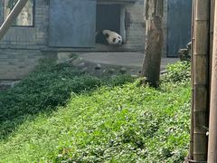 -都江堰中华大熊猫苑