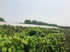 -马陆小张葡萄园农家乐