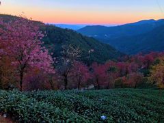 -无量山自然风景保护区