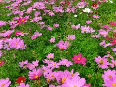 -天适樱花悠乐园