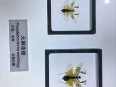 -上海昆虫博物馆