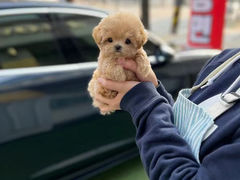 -萌宠之家·腊肠犬·马尔泰·小体犬舍